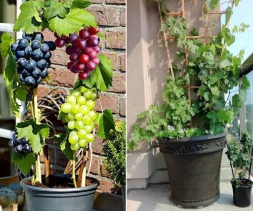 cultivar uva a partir de esquejes