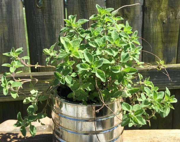 Plantas para cultivar junto a los Tomates oregano