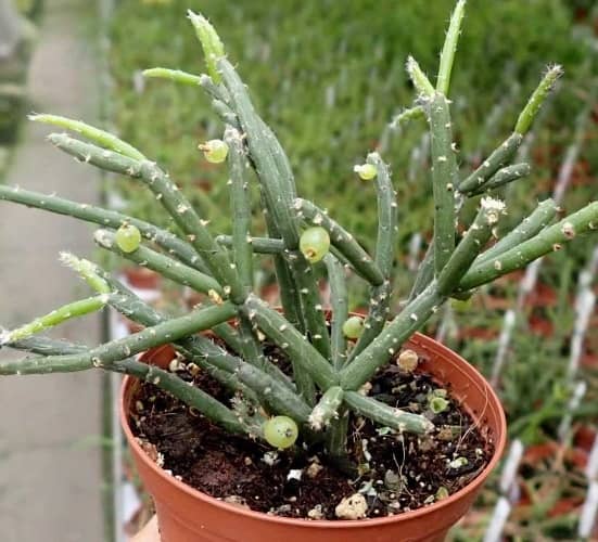 tipo de cactus sin espinas