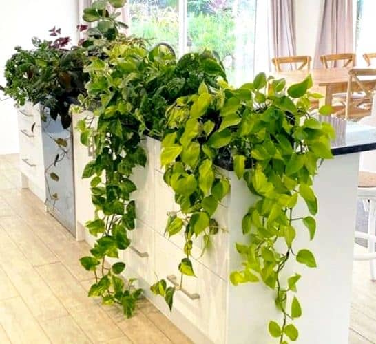 plantas colgantes para interiores