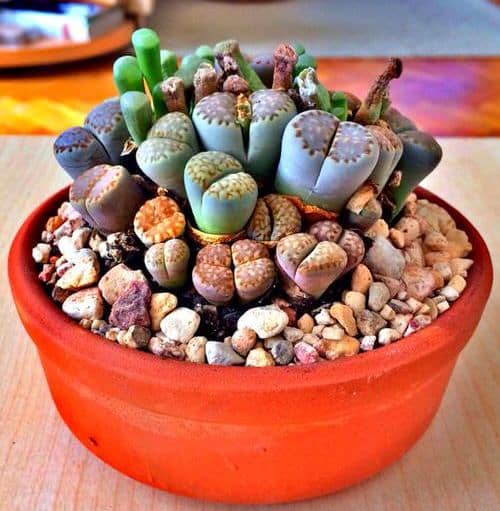 cultivar cactus piedra