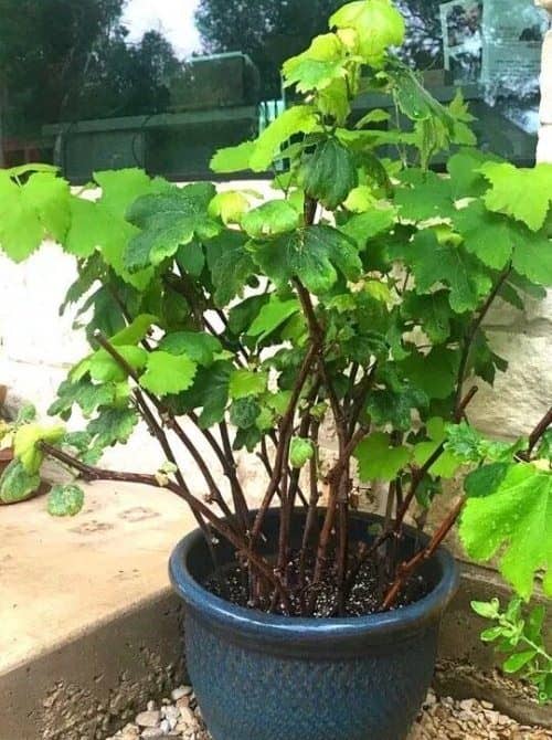 cultivar uva en maceta
