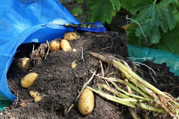 cultivar papas en bolsas