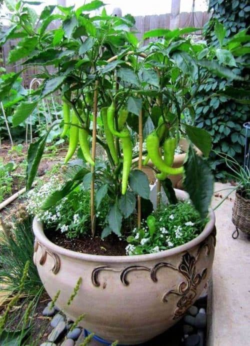 plantas para cultivar con pimientos