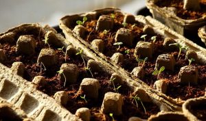 semilleros biodegradables
