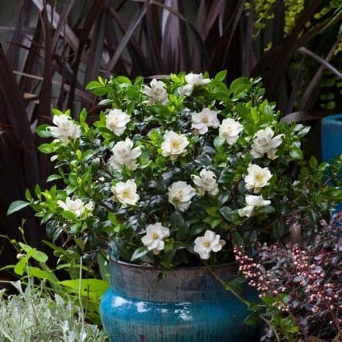 cultivar gardenias en macetas