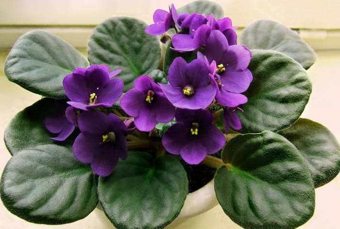 plantas que florecen todo el año violeta africana