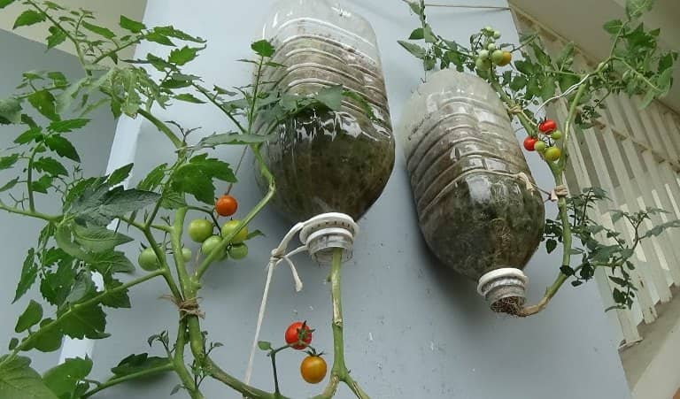 cultivar vegetales en botellas de plástico